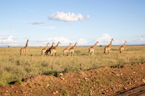 Giraffes on Grass Field under the Cloudy Sky