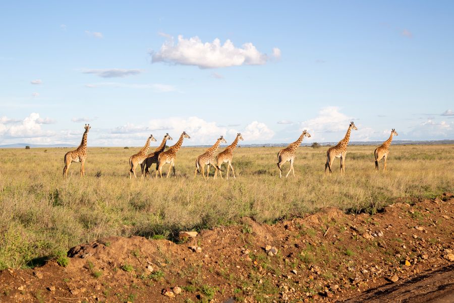 Rift Valley lakes & giraffe country