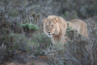 在南非奥弗伯格的灌木丛中，野生狮子徘徊着，描绘出原始的自然与野生动物景象