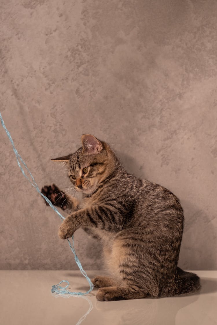 A Tabby Cat Playing With A String 