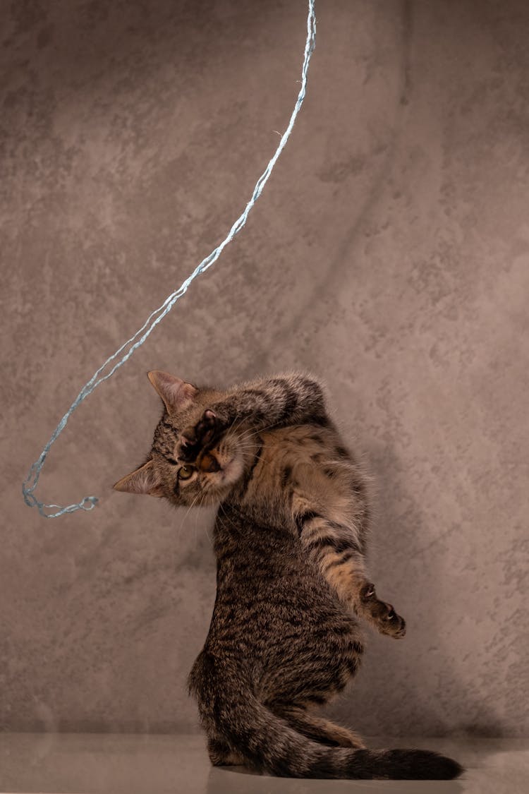 A Tabby Cat Playing With A String 