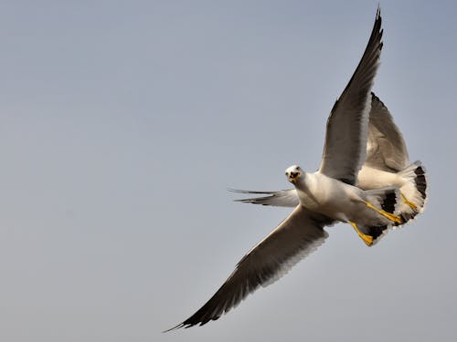 бесплатная Бесплатное стоковое фото с животное, крылья, летающий Стоковое фото
