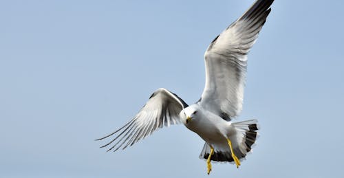 Free Close-up Shot of a Flying Seagull Stock Photo