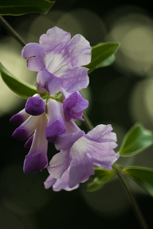 Kostenloses Stock Foto zu flora, klytostoma, lila blüten