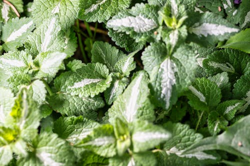 Green Mint Leaves