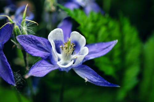 Kostenloses Stock Foto zu aquilegia cultorum, ausdauernd, blaue blume