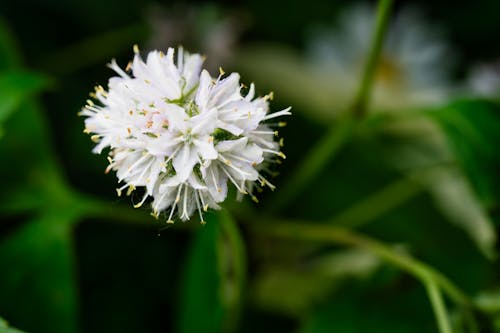 フローラ, ボールヘッドウォーターリーフ, 咲くの無料の写真素材