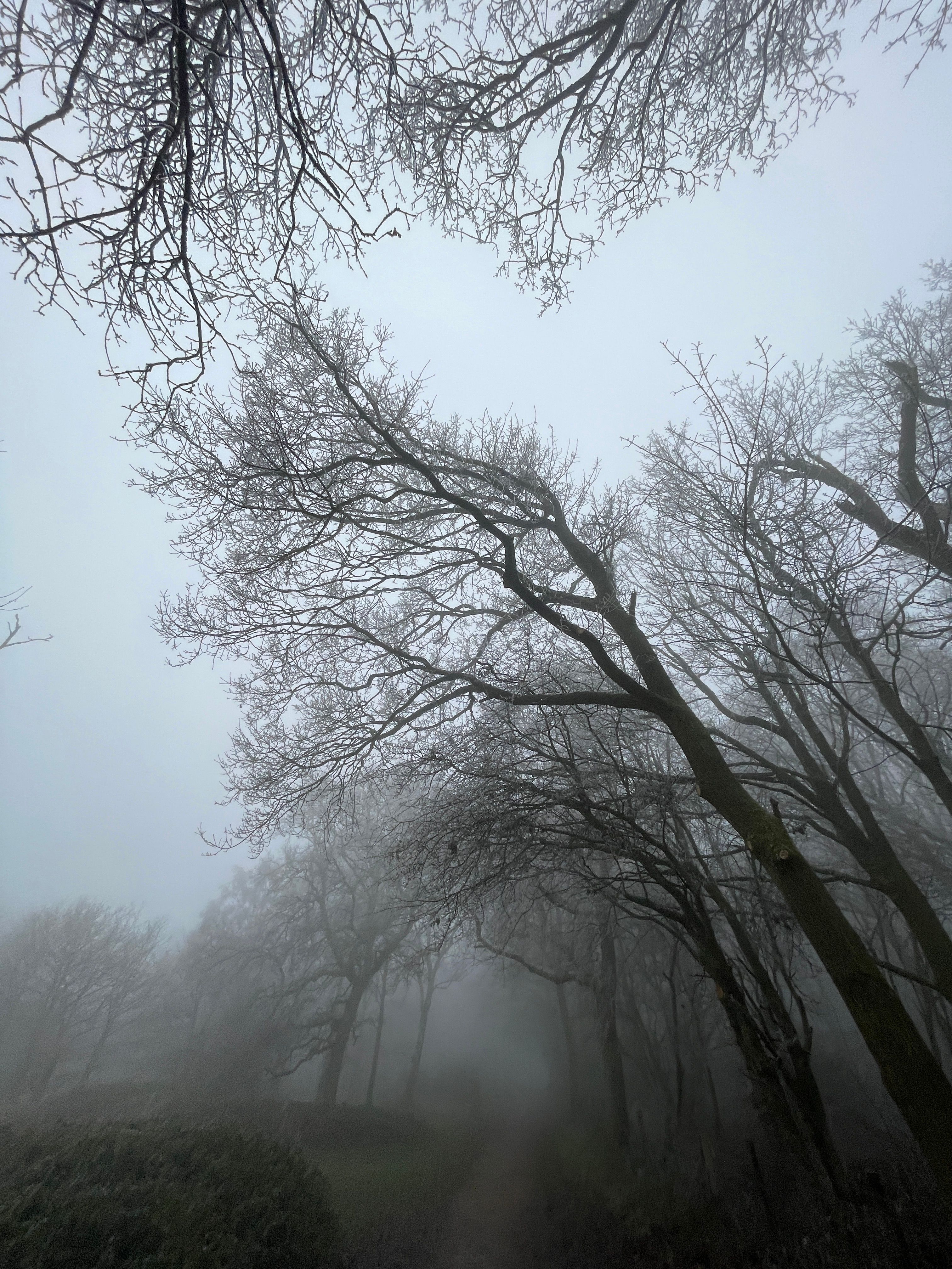 Forest · Free Stock Photo