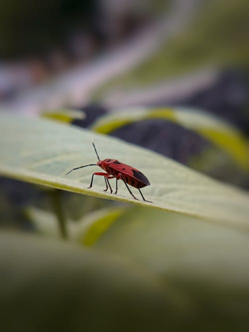 Close-Up Shot of Dysdercus Cingulatus on Green Leaf
