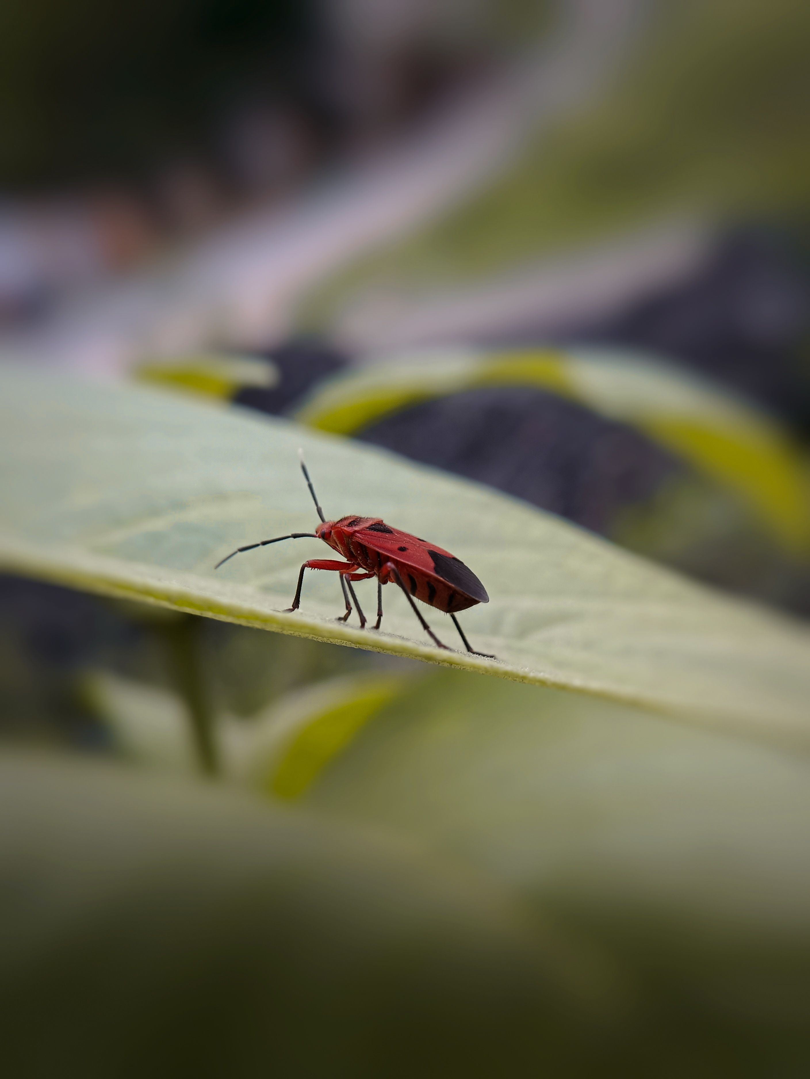 Black and Brown Insect · Free Stock Photo