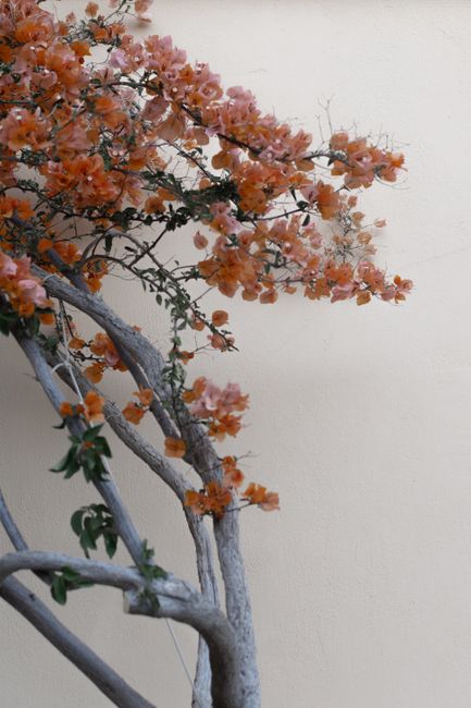 Blooming bougainvillea with vivid orange flowers contrasting against a pale wall.