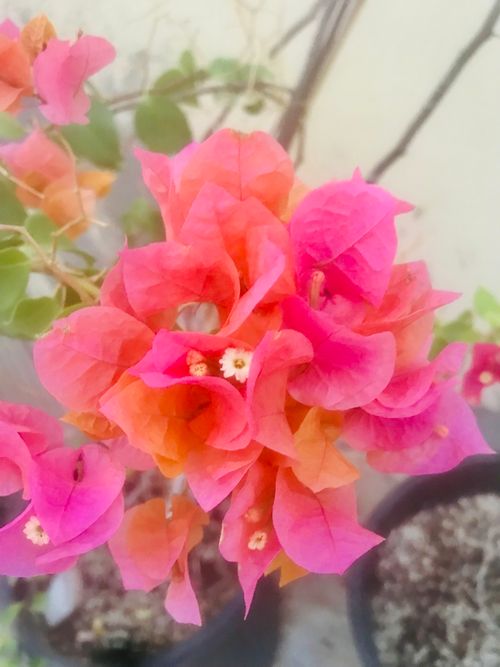 Free stock photo of beautiful background, beautiful flower, flowers bouquet Stock Photo