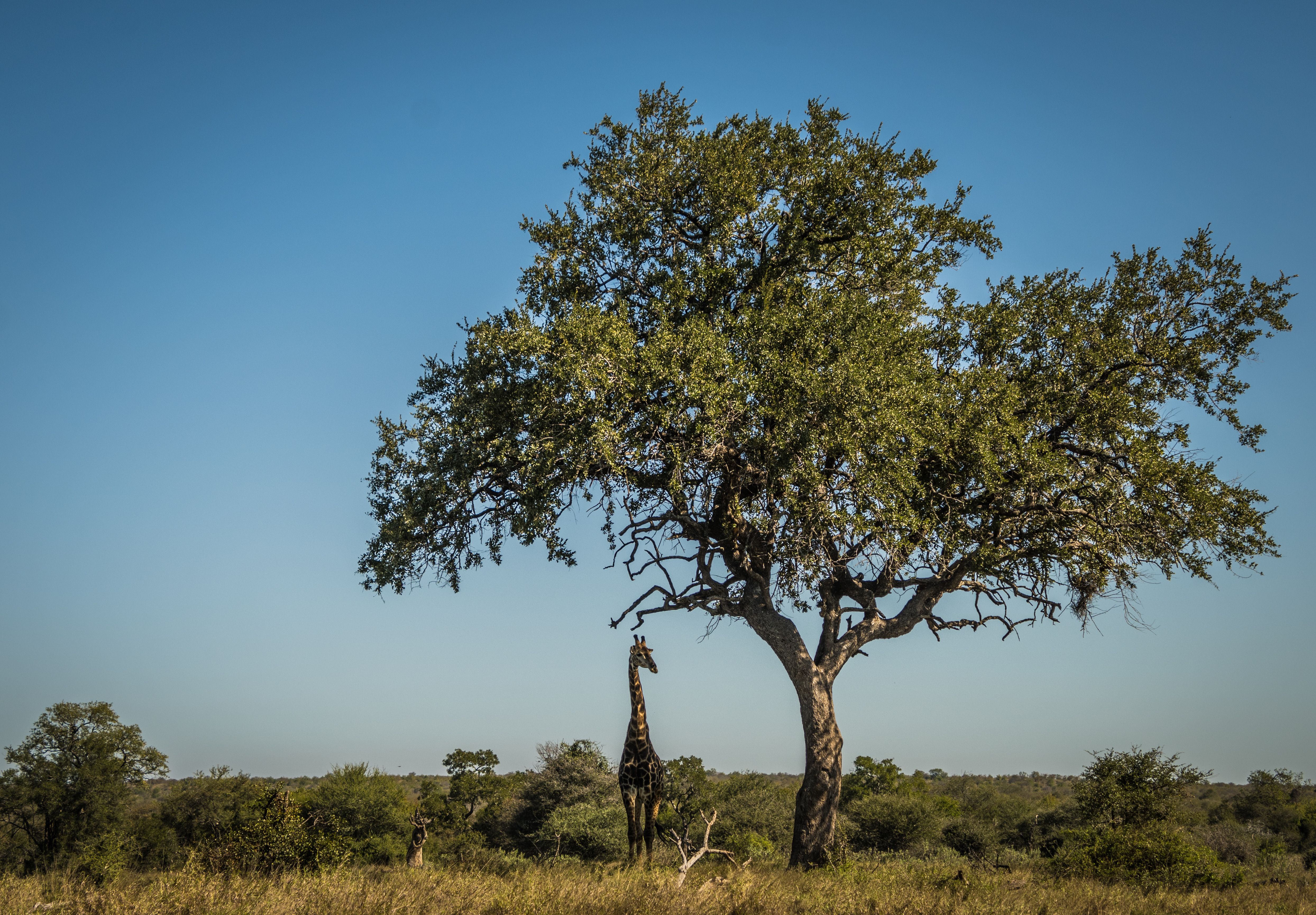 Kruger National Park