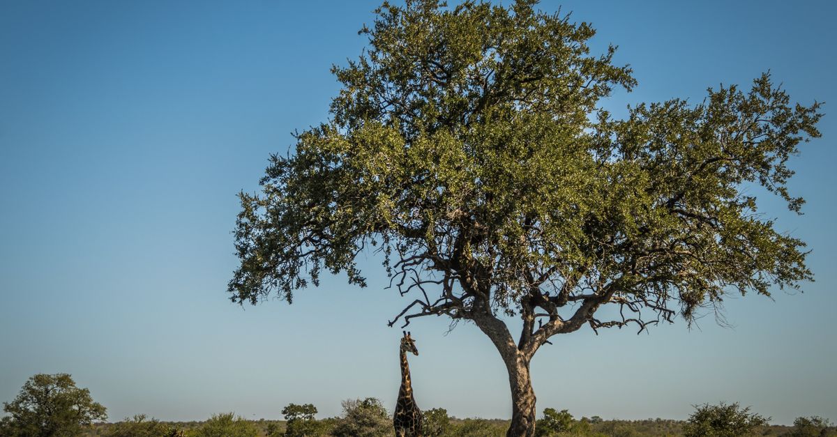 Kruger National Park
