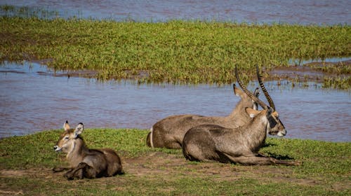 antilop, borazanlar, çim içeren Ücretsiz stok fotoğraf