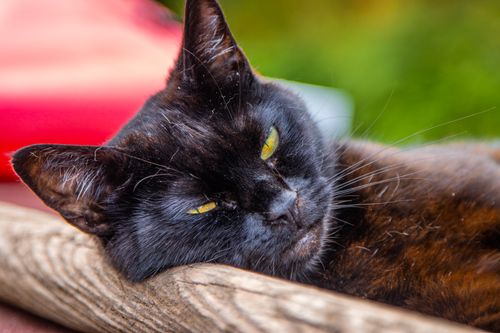 Free Cat rest  Stock Photo