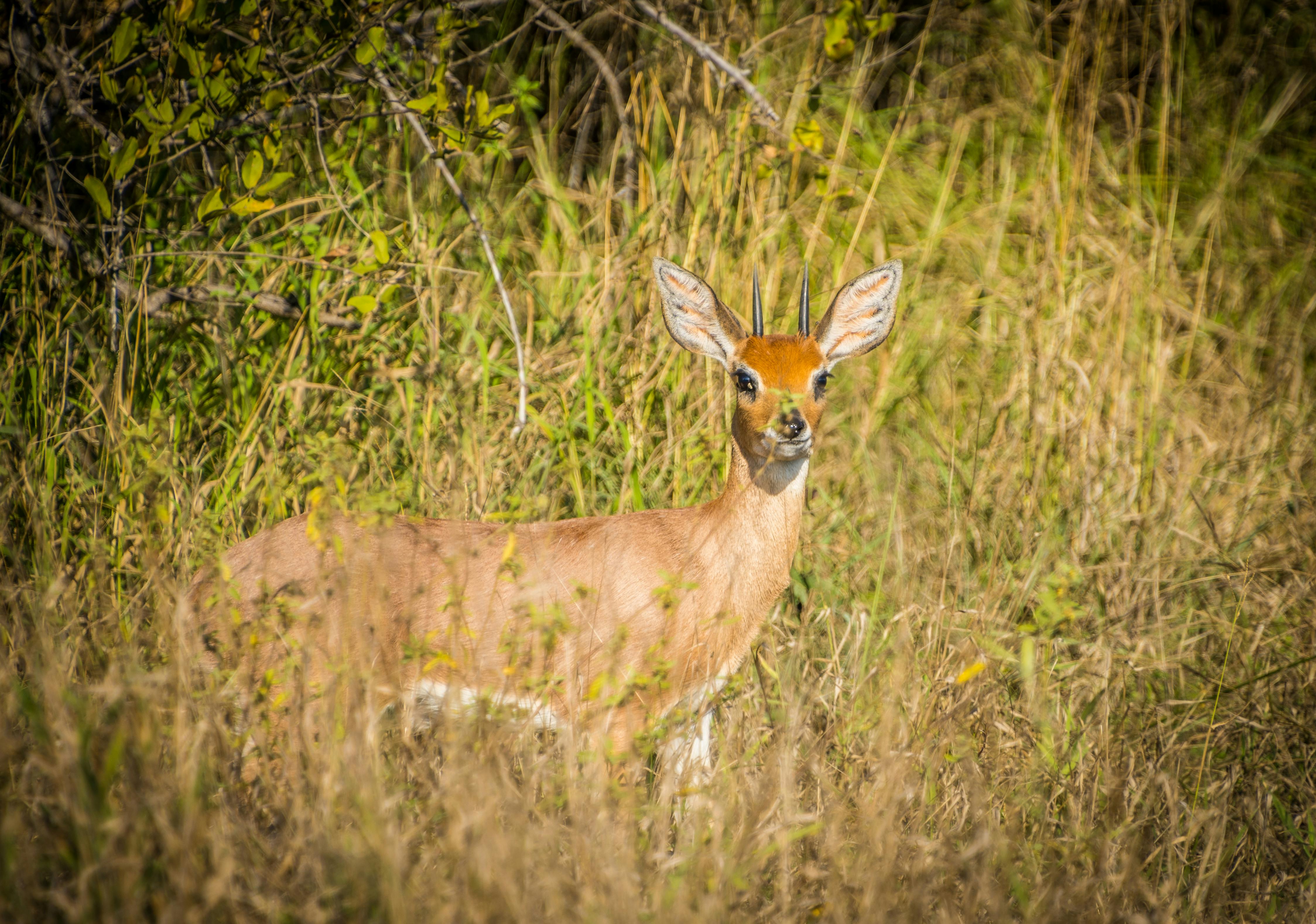 grátis Foto profissional grátis de África, África do Sul, alerta Foto profissional