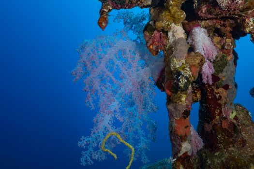 Close-up of a colorful coral reef structure with vibrant marine life underwater.