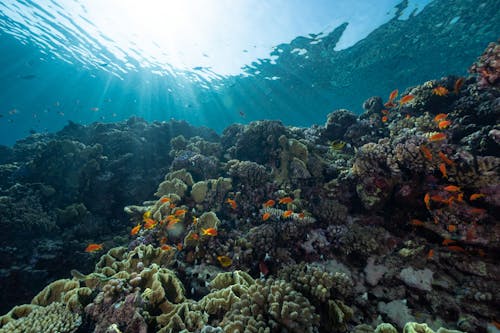 Underwater View of Coral Reef and Flock of Little Fish
