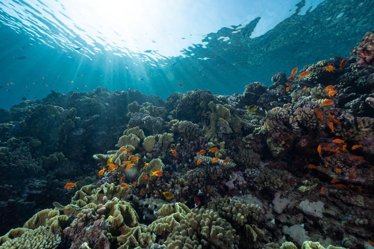 Underwater View Of Coral Reef And Flock Of Little Fish