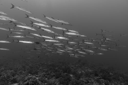 Immagine gratuita di barracuda, bianco e nero, mare