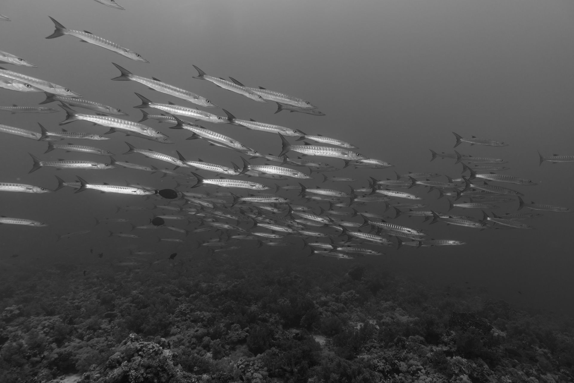Underwater at Fundu Gap