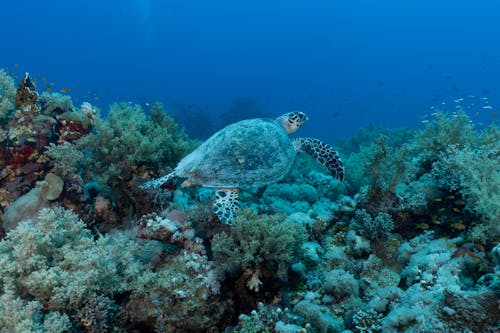 Turtle Swimming Underwater in a Sea