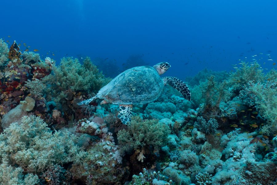 Hawksbill turtle gliding over a coral reef