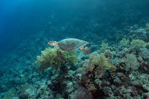 Underwater Shot of a Turtle Swimming over a Coral Reef 