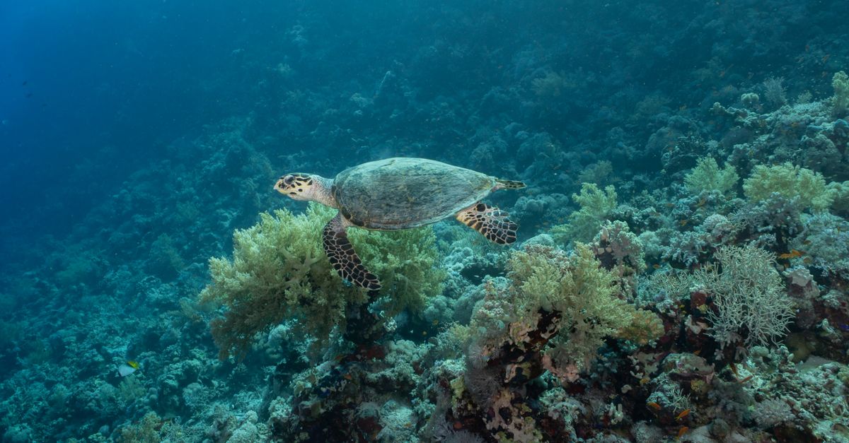 政治:蕭美琴浮潛帛琉看海龜 惠恕仁親自導覽「上帝的水族箱」