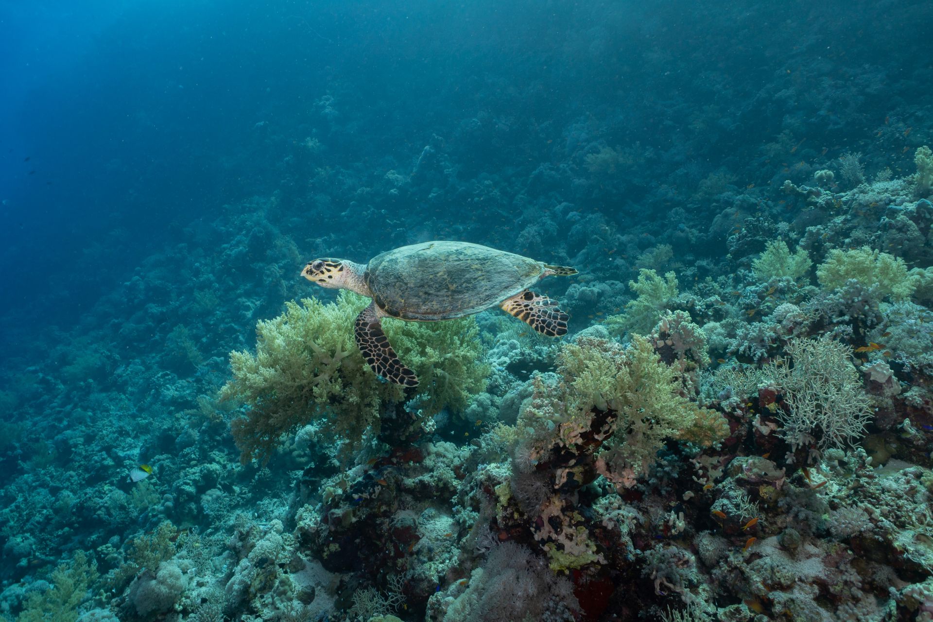 Underwater at Dissei Island Reef
