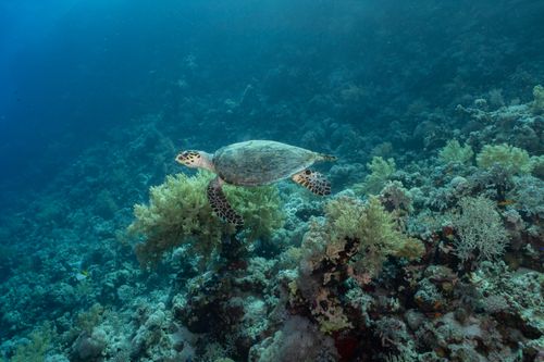 Dissei Island Reef