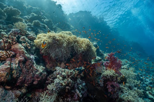 Clownfish Swimming over a Coral Reef