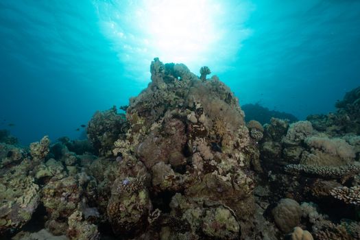 A stunning view of a vibrant coral reef ecosystem captured underwater.