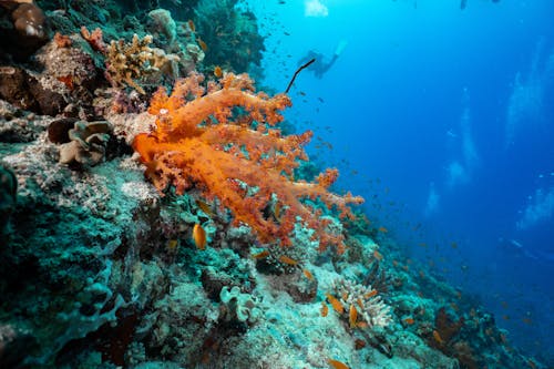 Orange Coral in a Reef 