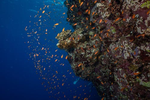 Orange Fish Swimming around a Rock Underwater