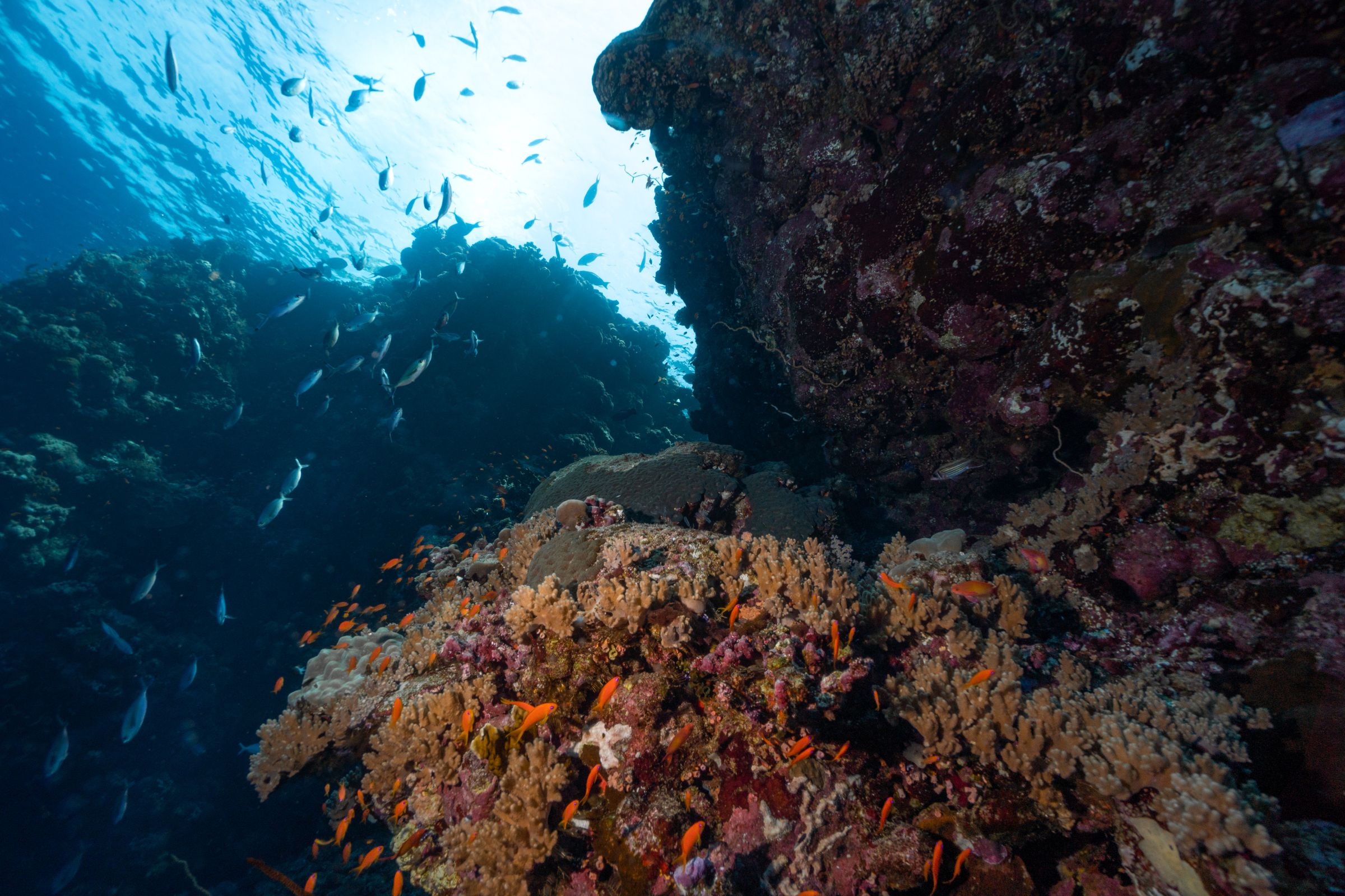 Ningaloo Reef walvishaaien