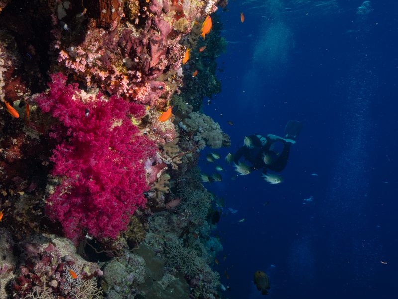 Scuba diver drifting beside a reef wall covered in bright pink soft coral