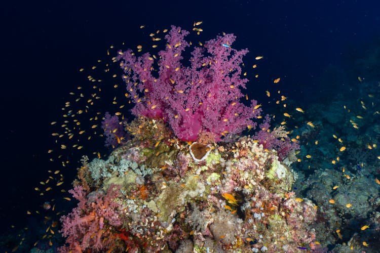 A Beautiful Coral Reef With Fishes