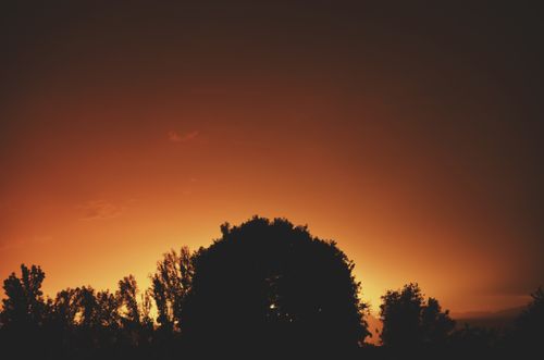 Free Beautiful silhouette of trees against a vibrant golden sunset, creating a serene nature scene. Stock Photo