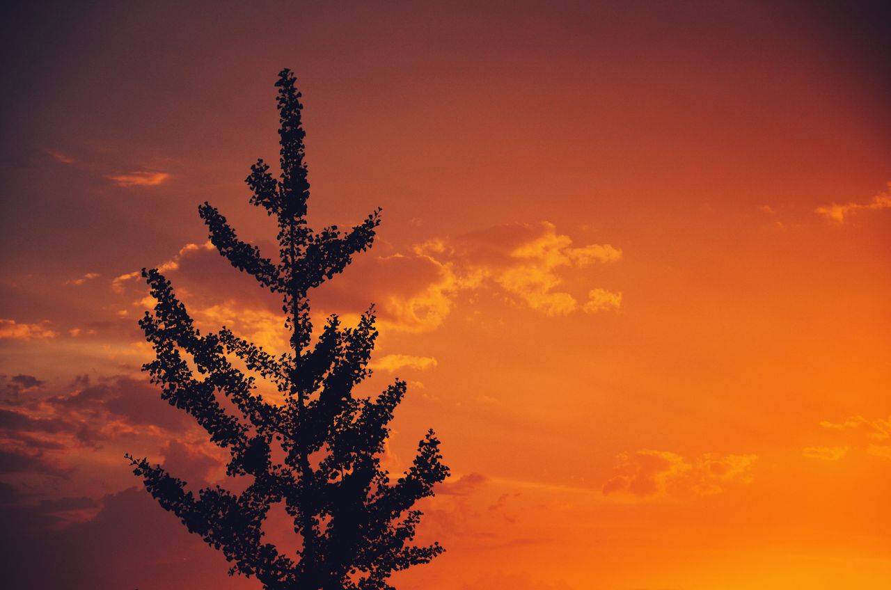 a solitary tree silhouetted by a vivid orange sunset showcasing a sere