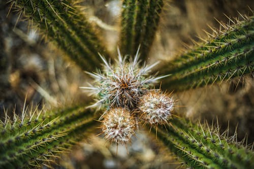 Kostenloses Stock Foto zu botanisch, dornen, dornig