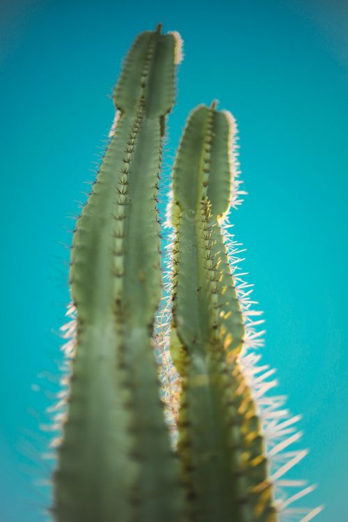 Free Close-up of tall cactus plants under a clear blue sky in Irecê, Brazil. Stock Photo