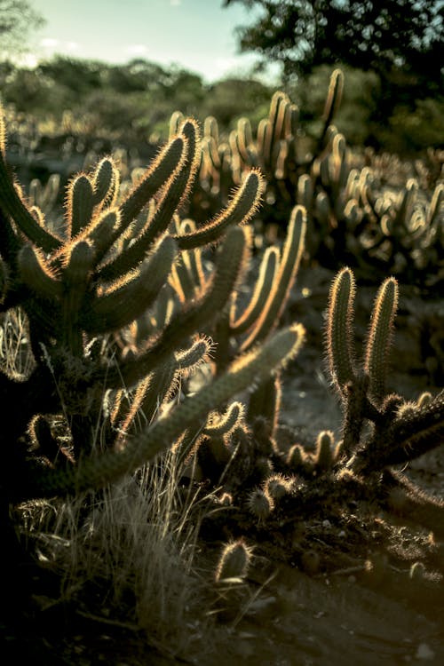 사막, 수직 쐈어, 식물군의 무료 스톡 사진