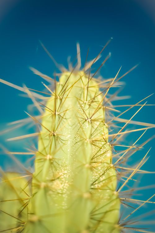 Free Detailed view of a green Bergerocactus with sharp spines under a clear blue sky. Stock Photo