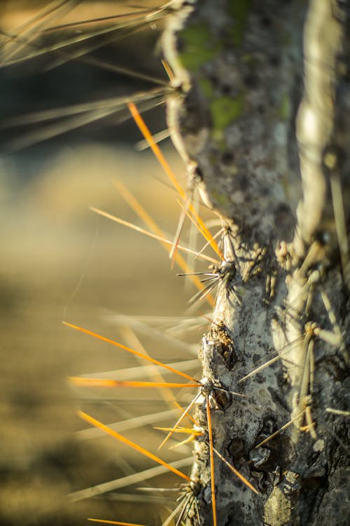 Foto d'estoc gratuïta de afilat, cactus, columnes vertebrals