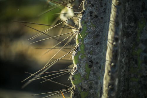 Close-Up Photo o Cactus Thorns