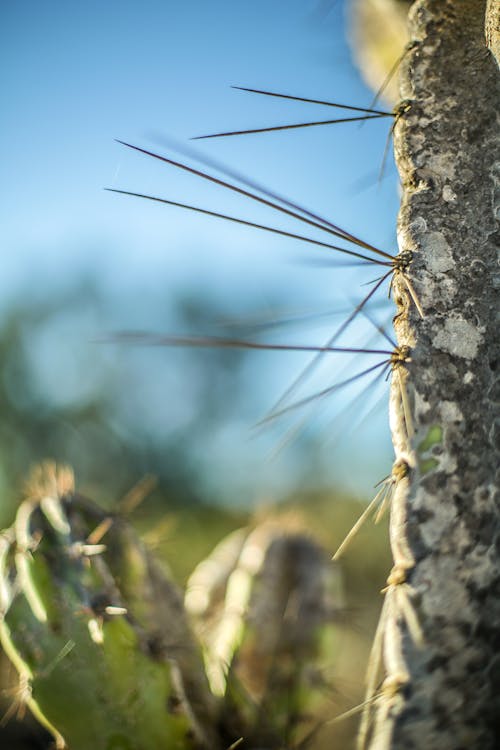 Free Sharp Spikes of Cactus Plants in Close-up Shot Stock Photo