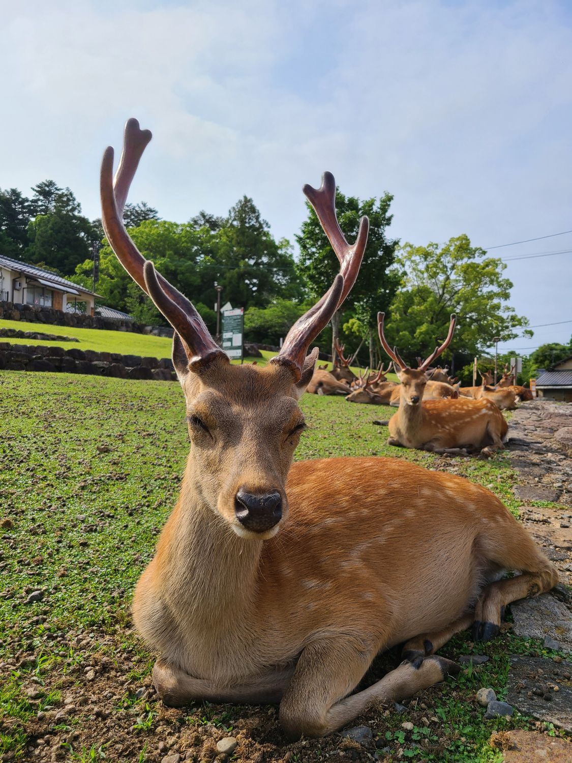 ウシ科, くつろぎ, ニホンジカ, パーク, フィールド, ブラウジング, ほ乳類, リラックスした野生動物, 休んでいる鹿, 動物, 動物の ...