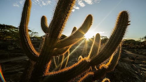 Ilmainen kuvapankkikuva tunnisteilla aavikkokasveja, auringonsäde, kaktukset